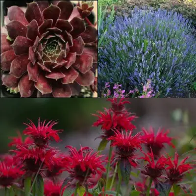 Комплект ФИОЛЕТОВОЕ ВДОХНОВЕНИЕ в Волковыске