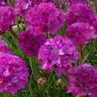 Армерия МОНИНГ СТАР ДИП РОУЗ в Волковыске