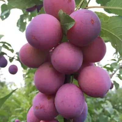 Слива ИМПЕРИАЛ колонновидная в Волковыске