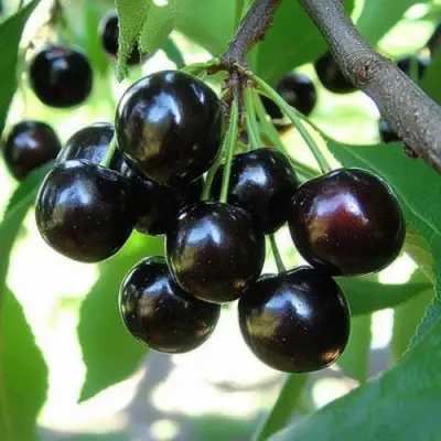 Вишня РОССОШАНСКАЯ ЧЕРНАЯ в Волковыске