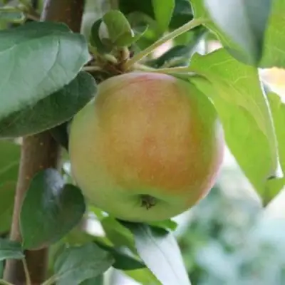 Яблоня ПОДСНЕЖНИК стелющаяся в Волковыске