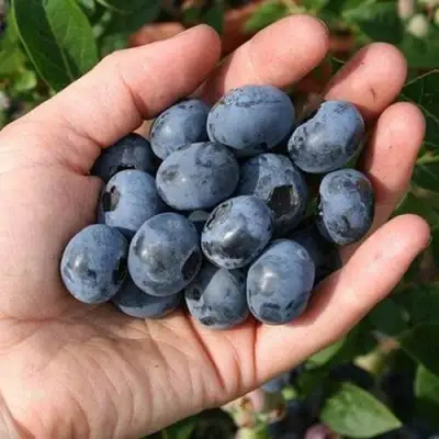Голубика ПАТРИОТ в Волковыске