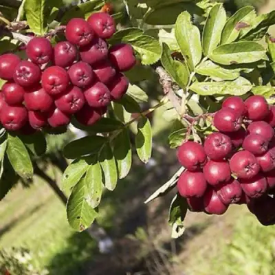 Рябина БУРКА сладкоплодная в Волковыске