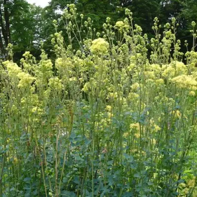 Василистник ГЛАУКУМ желтый в Волковыске