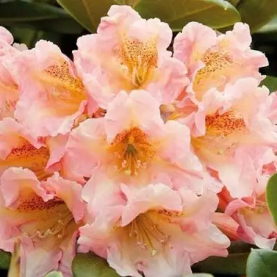 Рододендрон ФЛАУТАНДО в Волковыске