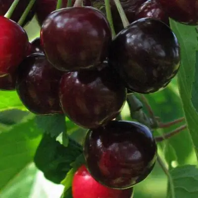 Черешня ВАЛЕРИЙ ЧКАЛОВ в Волковыске