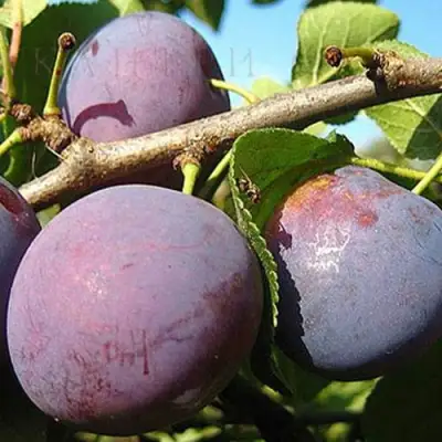 Слива СТАРТОВАЯ в Волковыске