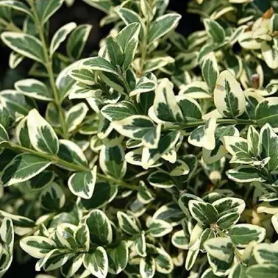 Бирючина ВАРИЕГАТУМ овальнолистная в Волковыске