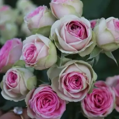 Роза МИМИ ЭДЕН спрей в Волковыске