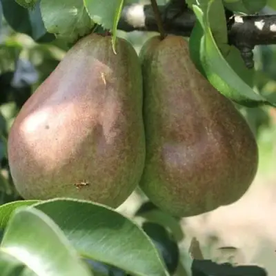 Груша БРЯНСКАЯ КРАСАВИЦА в Волковыске