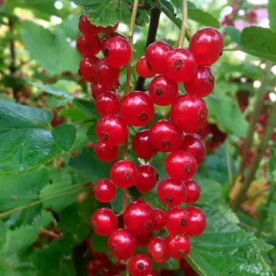 Смородина красная КОНСТАНТИНОВСКАЯ в Волковыске