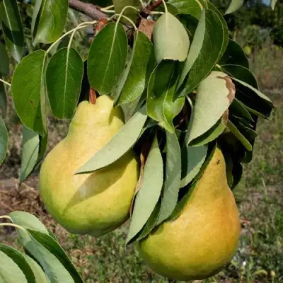 Груша ДЮШЕС ЛЕТНИЙ в Волковыске
