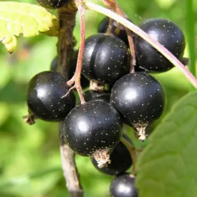 Смородина чёрная ПАМЯТЬ ВАВИЛОВА в Волковыске