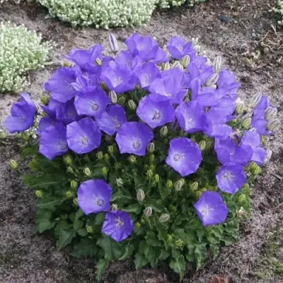 Колокольчик САНТА карпатский в Волковыске