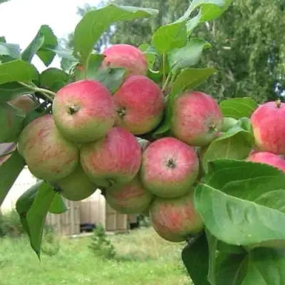 Яблоня ГРУШОВКА МОСКОВСКАЯ в Волковыске