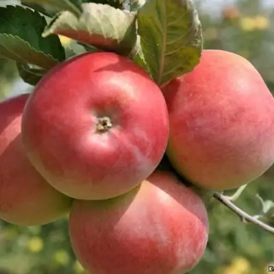 Яблоня ВЭМ-РОЗОВЫЙ в Волковыске