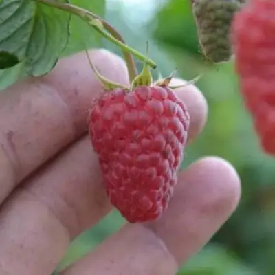 Малина КОРПИКО в Волковыске