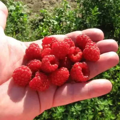 Малина БАЛЬЗАМ в Волковыске