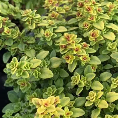 Тимьян АРЧЕРЗ ГОЛД в Волковыске