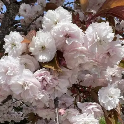 Сакура ШИРОФУГЕН в Волковыске