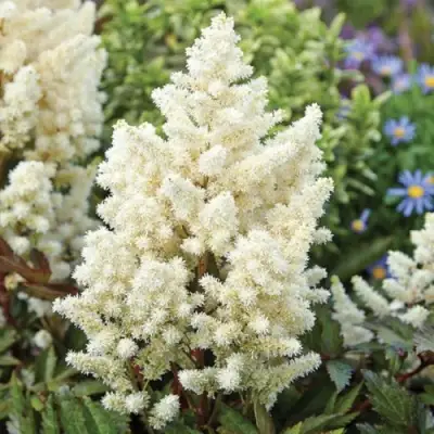 Астильба ХЭППИ ДЕЙ Арендса в Волковыске