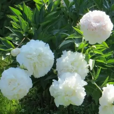 Пион МУН ОВЕР БАРРИНГТОН травянистый в Волковыске