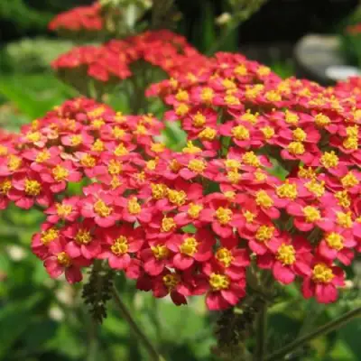 Тысячелистник ПАПРИКА обыкновенный в Волковыске