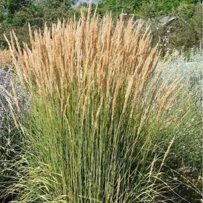 Вейник АВАЛАНШ остроцветковый в Волковыске