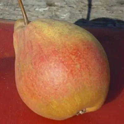 Груша ТАТЬЯНА в Волковыске