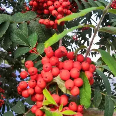 Рябина НЕВЕЖИНСКАЯ сладкоплодная в Волковыске