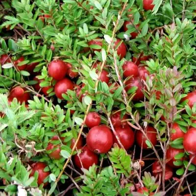 Клюква СТИВЕНС в Волковыске