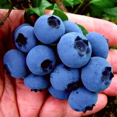 Голубика РЕКА в Волковыске