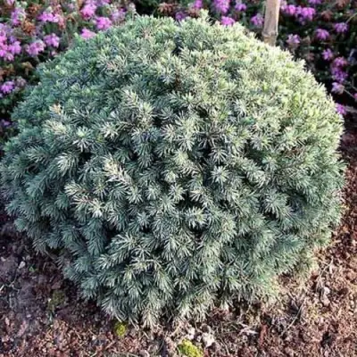 Ель ЭХИНИФОРМИС сизая в Волковыске