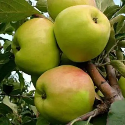 Яблоня БРАТ ЧУДНОГО стелющаяся в Волковыске