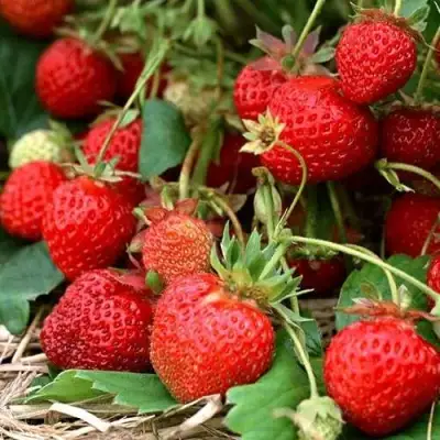 Клубника САН АНДРЕАС ремонтантная в Волковыске