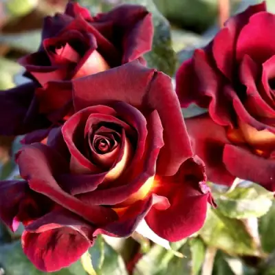 Роза ЭДДИ МИТЧЕЛЛ чайно-гибридная в Волковыске