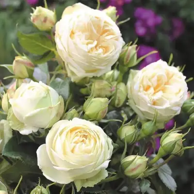 Роза ВЕНДИНГ ПИАНО чайно-гибридная в Волковыске