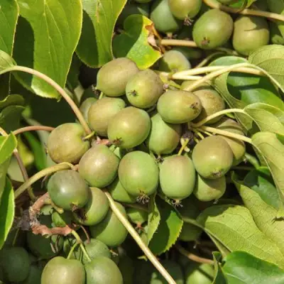 Актинидия ДЖИРАЛЬДИ в Волковыске