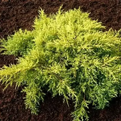 Можжевельник МОРДИГАН ГОЛД средний в Волковыске