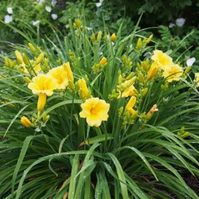 Лилейник СТЕЛЛА ДЕ ОРО гибридный в Волковыске