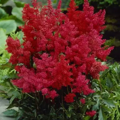 Астильба ГРАНАТ Арендса в Волковыске