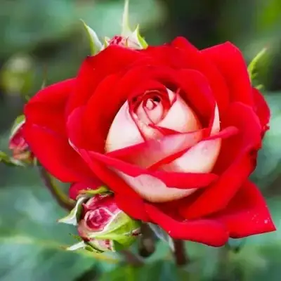 Роза АЛЬЯНС чайно-гибридная в Волковыске