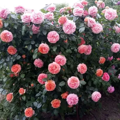 Роза ЧИППЕНДЕЙЛ чайно-гибридная в Волковыске