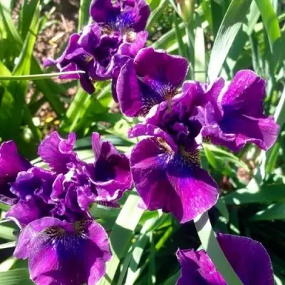 Ирис БАНДЛ ОВ ДЖОЙ сибирский в Волковыске