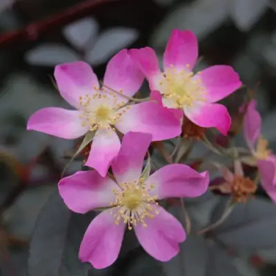 Роза сизая в Волковыске