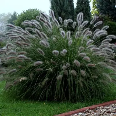 Пеннисетум ЛЕДИ Ю в Волковыске