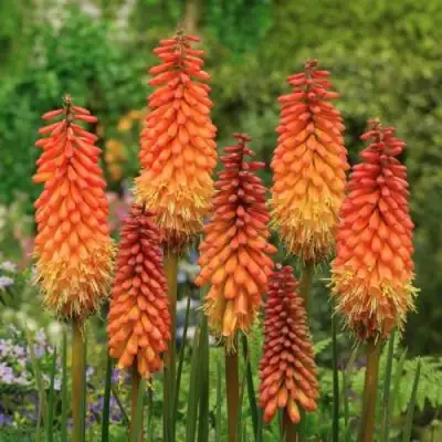 Книфофия АЛЬКАЗАР гибридная в Волковыске