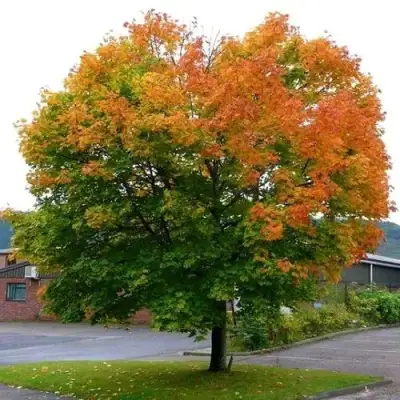 Клен остролистный в Волковыске