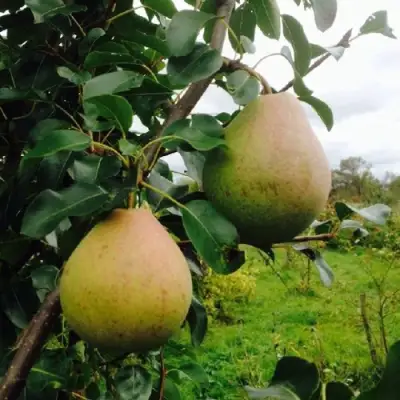 Груша ЛИРА в Волковыске