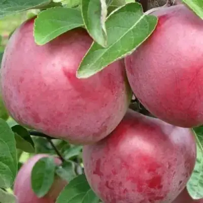 Яблоня АЛЕСЯ в Волковыске